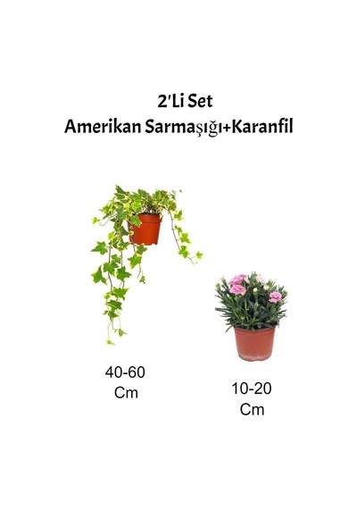 2'li Set Alacalı Hedera Helix Sarmaşığı Pembe Karanfil Fidanı Dış Mekan Bitkisi