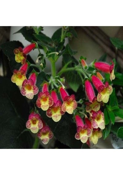 Özel Tür An's Nagging Macaws Kohleria Japon Küpelisi Çiçeği Fidesi Mini Potta