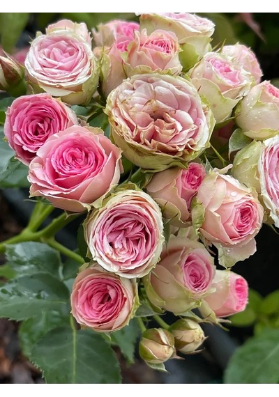 Dream Roses Mimmi Eden Gül Fidesi 159488808