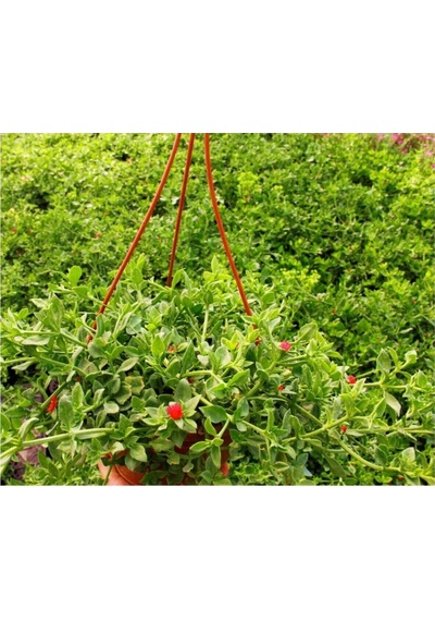 Videolu Yoğun Çiçekli Buz Çiçeği Fidanı 1 Adet Askılı Saksıda 20-30cm Saksılı Ice Plant