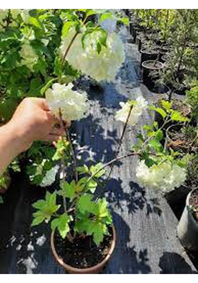Videolu Kartopu Çiçeği Fidanı 1 Adet 30-60cm Saksılı\tüplü Viburnum