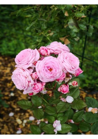 Videolu Yediveren Açık Pembe Kokulu 30 60 Cm 2 Adet Aşılı Gül Pink Rose