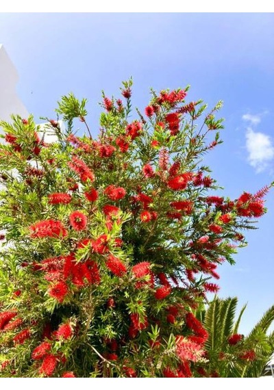 Videolu Fırça Çalısı Fidanı 50 70 Cm 1 Adet Saksılı Dış Mekan Ağaç Callistemon Leavis