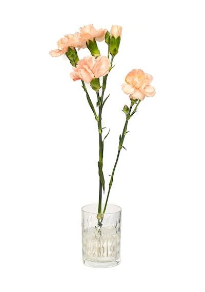 Flora Design- Minimal Şeffaf Yaprak Kesme Cam Vazo Şeffaf