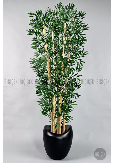 Zen Bambu Ağacı 240 Cm Mocha Bone Saksıda