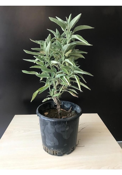 Adaçayı Fidanı Fidesi Saksılı 10-20 Cm