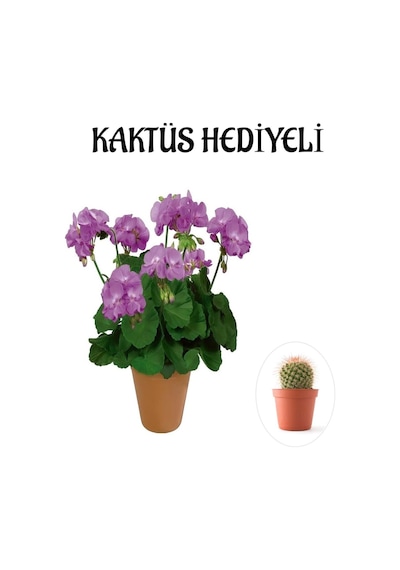 Çok Avantajlı Hediyelik Mor Renk Sardunya Fidanı Sevgililer Gününe Özel Kaktüs Hediyeli