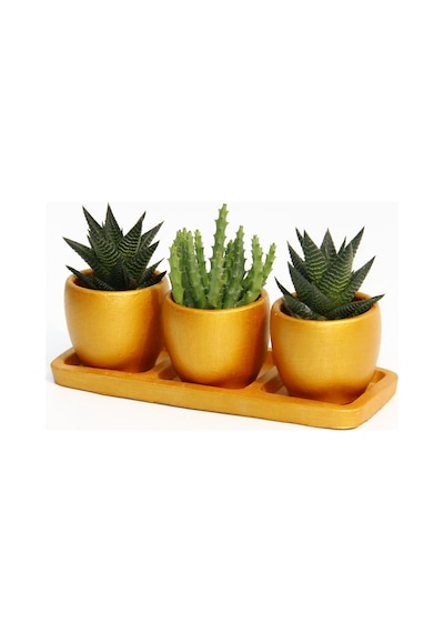 Trio Orange Sukulent Seti - Haworthia. Huernia
