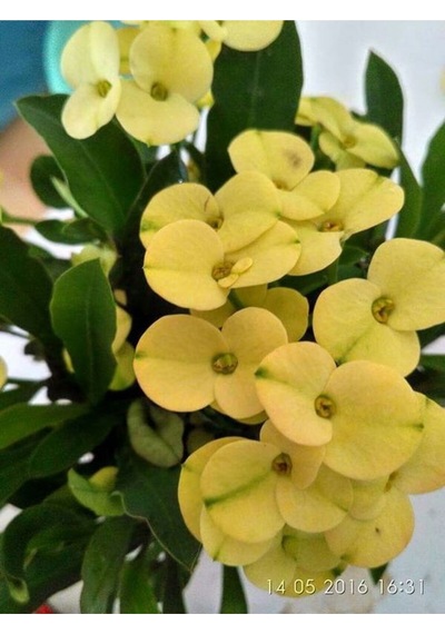 Krem Renk Ithal Dikenler Tacı 1 Adet Saksılı 20-40cm Çiçekli Kaktüs Euphorbia