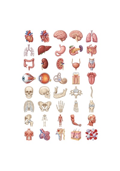 Anatomi Sticker Seti Dijital İllüstrasyon 40 Adet Organ İskelet Tıp Öğrencisi Ajanda Çıkartma Çok Renkli