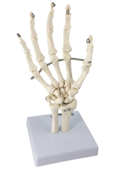 El Eklemi Modeli, Ulna Ve Radius Parçalarıyla Birlikte, Gerçek Boyutlu - El Eklemi Maket 01