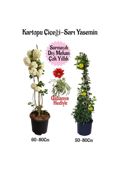 Kartopu Çiçeği 1 Adet+sarı Yasemin 1 Adet+kırmızı Gazanya Saksılı Bahçe Seti