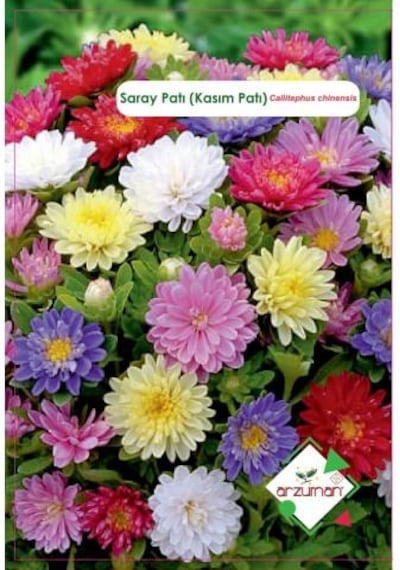 Saray Patı Kasım Patı Çiçeği Tohumu 50 Adet N113603