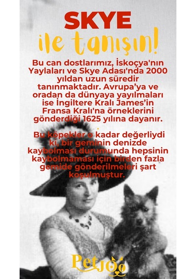 Petjoo 6.Skye Sarı-Kırmızı Qr'lı Köpek Künyesi