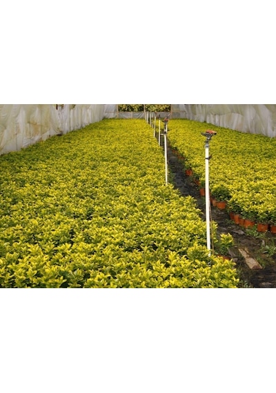 Gold Taflan Euonymus Japonica Aurea Canlı Çit Bitkisi 10 Adet