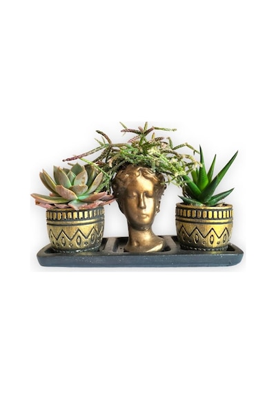 Haworthia & Echeveria & Rhipsalis 3'lü Sukulent Seti | Helen Gold Serisi