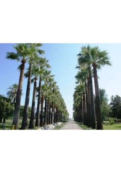 10 Adet Tohum Washingtonia Rabusta Palmiye Tohumu