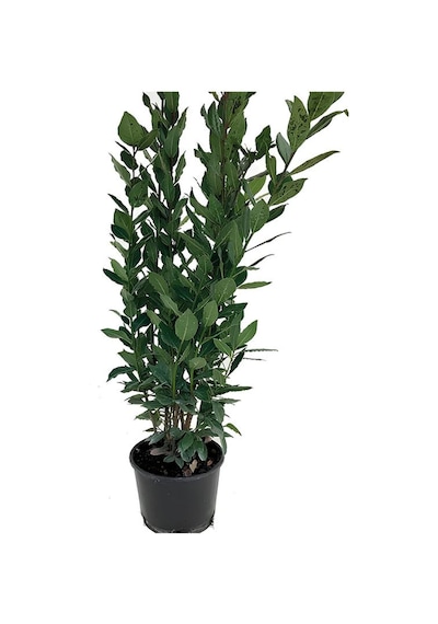 Yaprağı Kokulu Defne Fidanı 1 Adet Saksılı/tüplü Laurus Nobilis