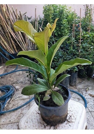 Manolya Ağacı 30-40 Cm. Saksıda. 12 Ay Dikilebilir N11.6748