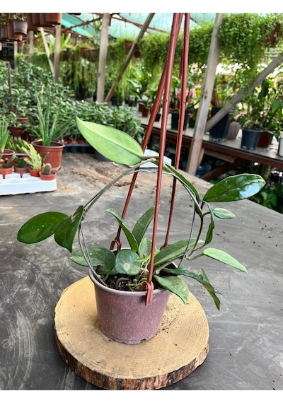 Hoya Mum Çiçeği Sarmaşık