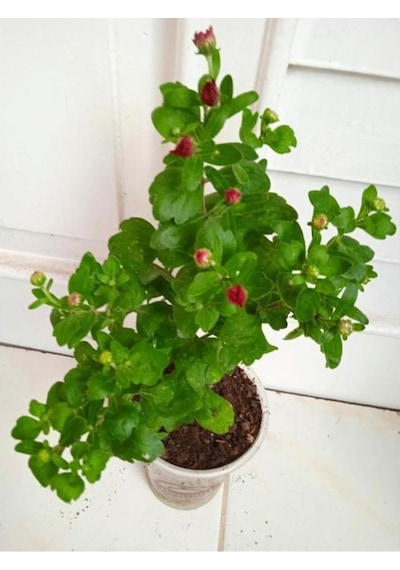 Pembe Krizanthem Çiçeği Fidanı 10-20 Cm Pink Dwarf Chrysanthe