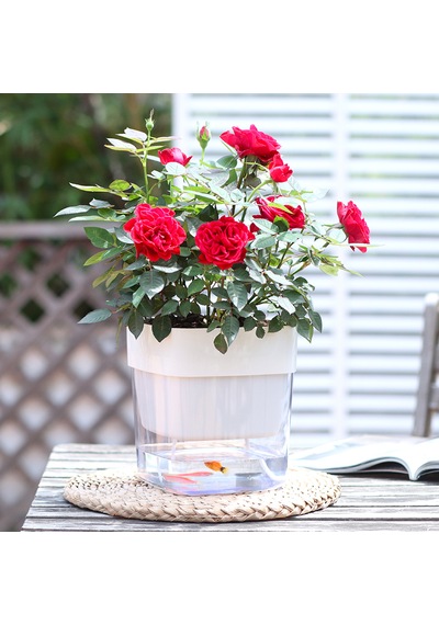 Kendinden Sulamalı Şeffaf Hazneli Kare Akıllı Saksı 16 X 17.5 X 16 Cm