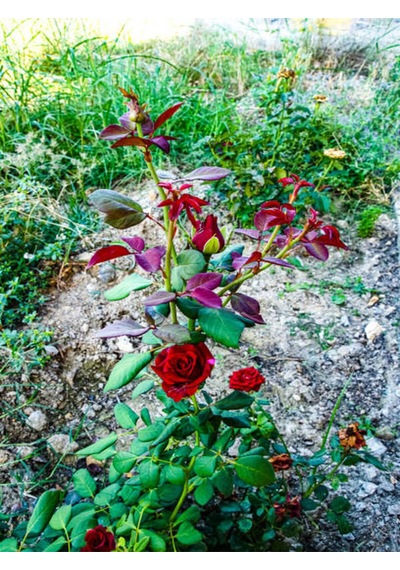 Videolu Canlı Kırmızı Gül Fidanı 10-15 Cm Saksılı/tüplü Yoğun Kokulu Aşılı Gül Red Rose