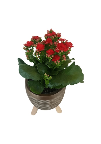 Kırmızı Kalanşo Gold Damla Saksıda Kalanchoe