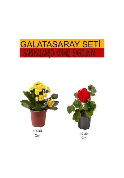 2'li Sarı Kalanşo+ Kırmızı Sardunya