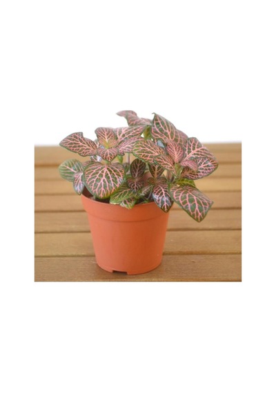 Yeşil Pembe Fittonia Çiçeği Fidanı 10-20 Cm