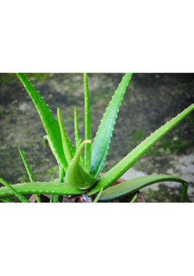 Videolu Alovera Çiçeği Fidanı 30-50cm Saksılı Çiçekli Bodur Bitkiler Aloe Barbadensis Miller