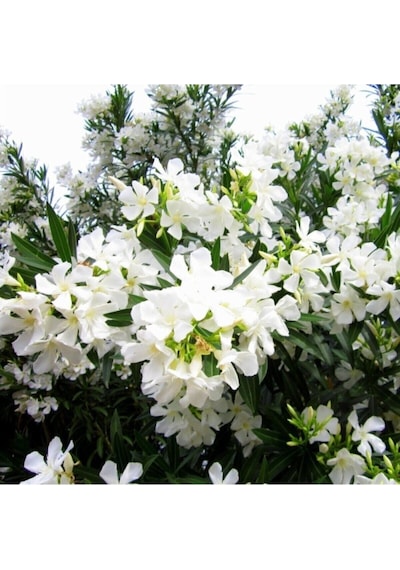 Beyaz Zakkum Çiçeği 40-70 Cm Saksılı Çiçekli Bodur Bitkiler White Oleander