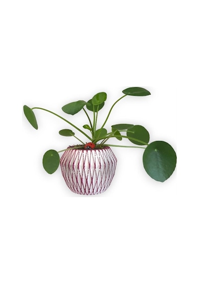 Çin Para Bitkisi | Mini Pilea | Pembe Saksıda