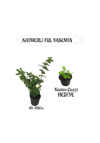 Mis Kokulu Katmerli Ful Yasemin 1 Adet+tül Kuşkonmaz Çiçeği Hediyeli