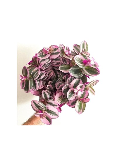 Serada Decor&plant Mor Telgraf Çiçeği Nanouk Zebrina Sukulent 5,5 Cm 1.kalite