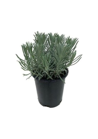 Lavanta Fidanı 1 Adet 10-20 Cm