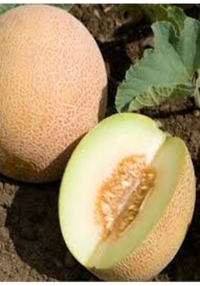 25 Adet Tohum Ananas Kavunu Tohumu Bal Kavun Tohumu Y