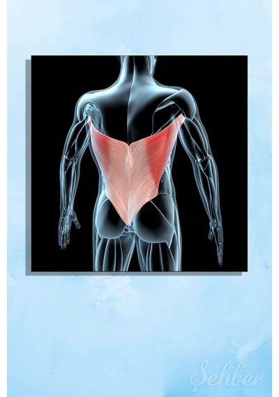 Latissimus Dorsi Kanat Kası Kaslarının 3d Tıbbi İllüstrasyonu Yatay Kanvas Tablo 3512