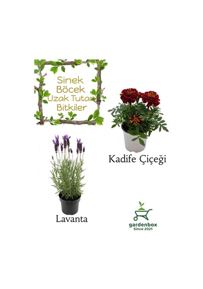 Kokulu Sinek Böcek Kovucu Bitki Seti Lavanta+kadife Çiçeği 10-20cm Boylarında