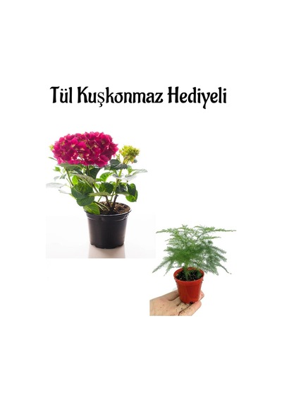 Sevgililer Gününe Özel Fuşya Renk Ortanca Çiçeği Tül Kuşkonmaz Hediyeli