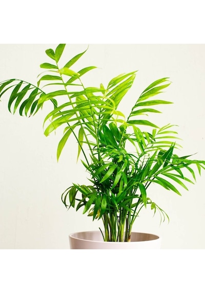 Dağ Palmiyesi -Chamaedorea Elegans 15 cm