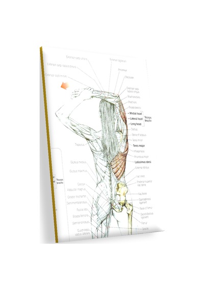 Cakasepetim Kadın Anatomisi Kas Haritası Ahşap Mdf Tablo