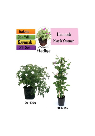 Klasik Kokulu Yasemin+kokulu Hanımeli Çiçeği+mezem Çiçeği Hediyeli 3'lü Peyzaj Seti