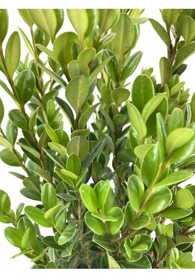 Videolu Bol Yapraklı 3 Adet Şimşir Fidanı Saksılı 30-50cm Boxwood Sapling