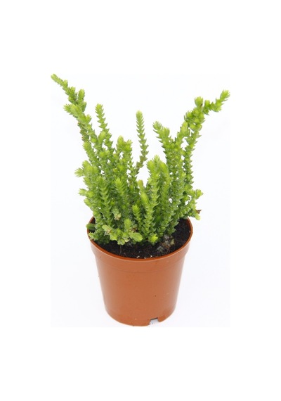 Crassula Muscosa - 5 Adet Sukulent - Teraryum Bitkisi