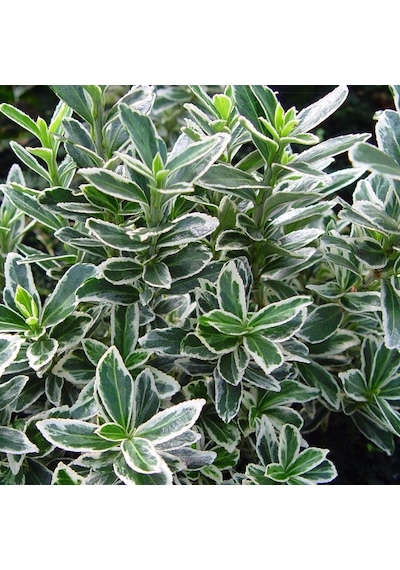 10 Adet Gümüş Taflan. Saksıda. Euonymus Japonicus Silver King