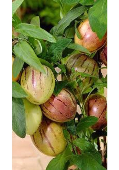 Videolu 1 Adet Özel Pepino Fidesi 10-25 Cm Tüplü Iç Mekan Bitkileri Solanum Muricatum