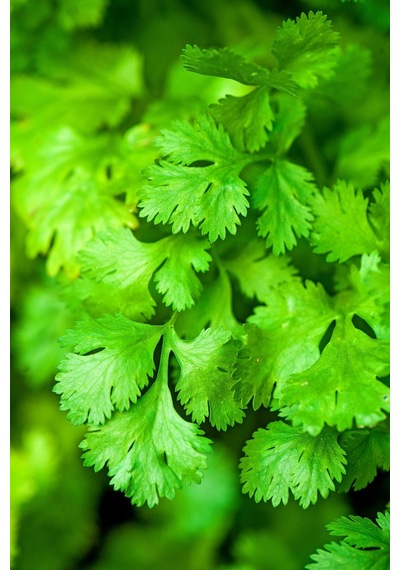 Şifalı Kişniş Tohumu Cilantro Coriandrum Sativum