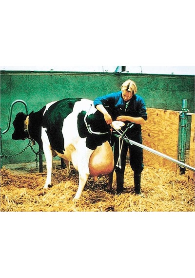 Vink Doğum Krikosu 180 Cm