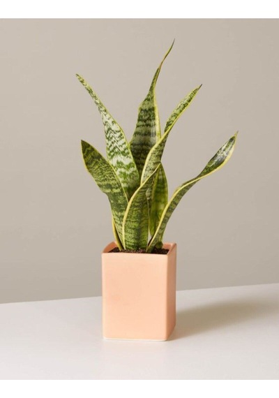 Çok Avantajlı Sansevieria Laurentii Superba Bodur Paşa Kılıcı Kılıç Çiçeği Diğer